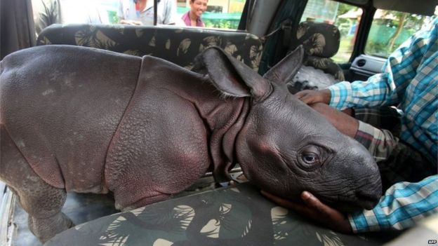 eightbabyrhinossavedfromkaziranganationalpark